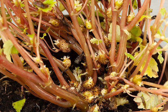 Base of Begonia Sutherlandii plant