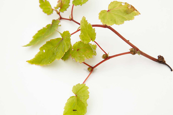 Begonia Sutherlandii branch with bulbils forming
