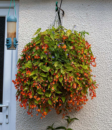 Large hanging basket Begonia Sutherlandii