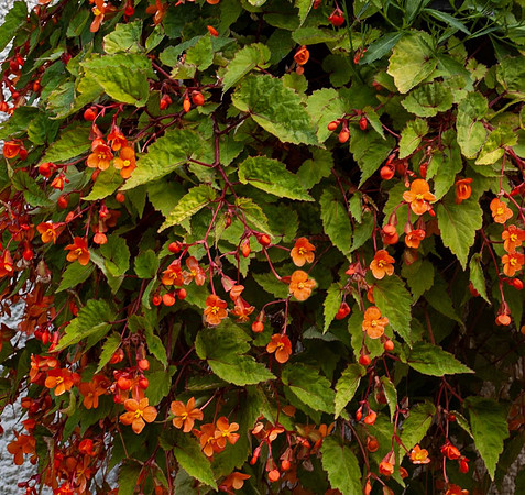 Detail of Begonia Sutherlandii flowers
