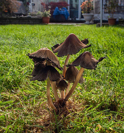 Ink Cap_(Coprinopsis atramentaria)