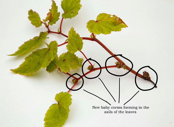 The bulbils defined in this image