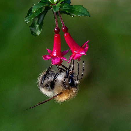 Common Carder Bee