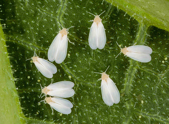 Glasshouse Whitefly