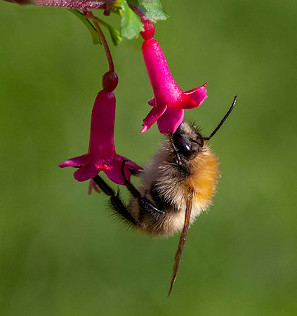 Common Carder Bee