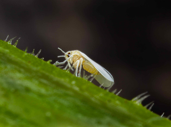 Glasshouse Whitefly