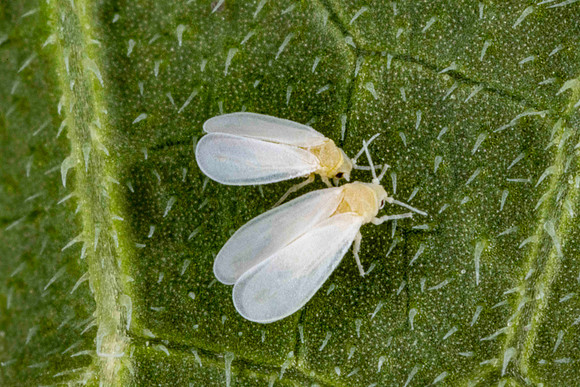 Glasshouse Whitefly