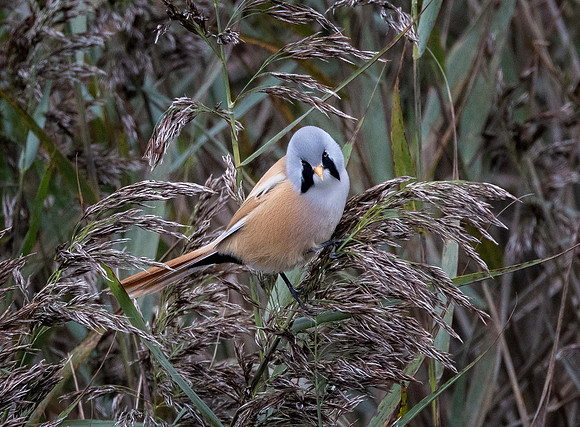 Bearded Reedling (Bearded Tit)(Panurus biarmicusPanurus)