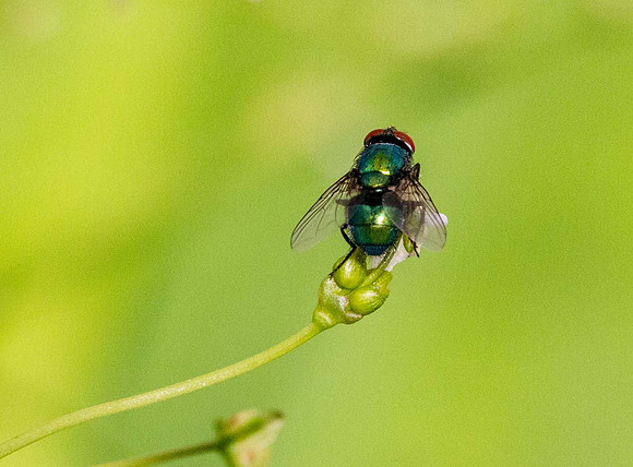 Green bottle fly (Lucilia sericata)