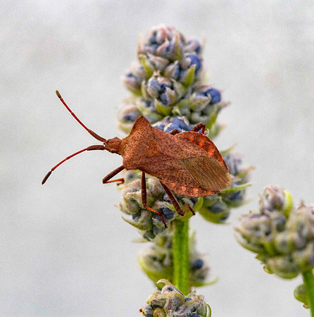 Dock bug (Coreus marginatus)
