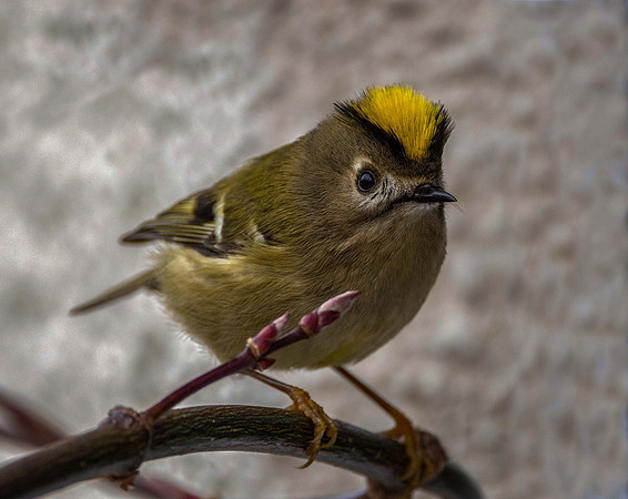 Goldcrest