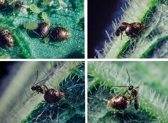 Parasitic wasp (Aphidius Ervi) Emerges from mumified body of aphid