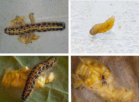 Parasitic wasp (Cotesia Glomerata) Maggots emerge  from large white butterfly catterpillar and then pupate