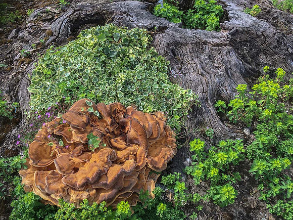 Giant polipore- (Meripilus giganteus)