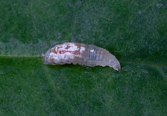 Hoverfly larvae (Episyrphus balteaus)