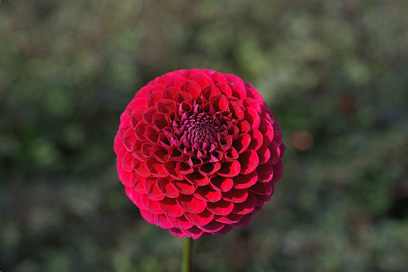 Dahlia "Amira" (S.Ba.)