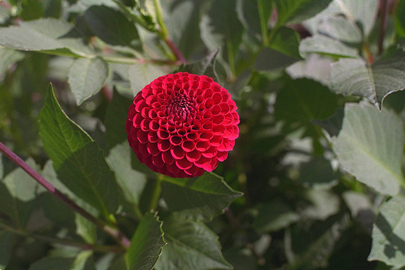 dahlia_Barbarry Gem_IMG0076.tif
