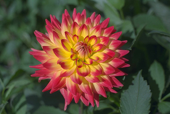 dahlia_Aloha_IMG0098.tif