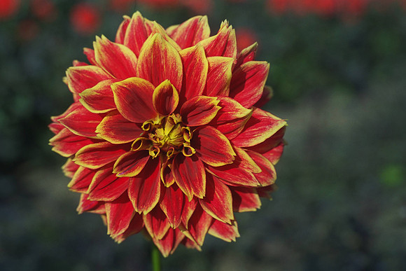 dahlia_Balegos Glory_IMG0025.tif
