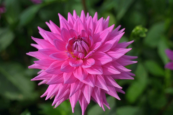 dahlia_Appenzell_IMG0048.tif