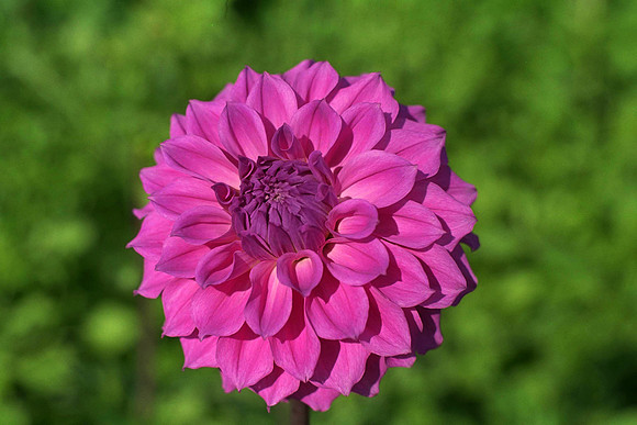 dahlia_Berwickwood_IMG0031.tif