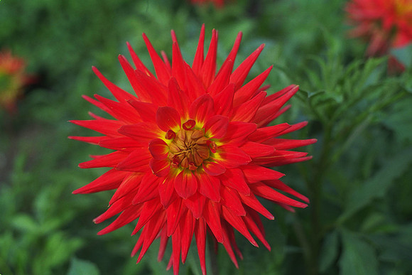 dahlia_Bidenham Sunset_IMG0014.tif