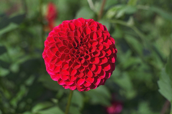 Dahlia "Barbarry Gem" (Min. Ba.)