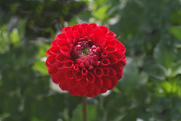 Dahlia "Barby" (Pom.)