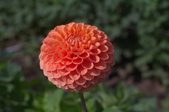 Dahlia "Beatrice" (S.D.)