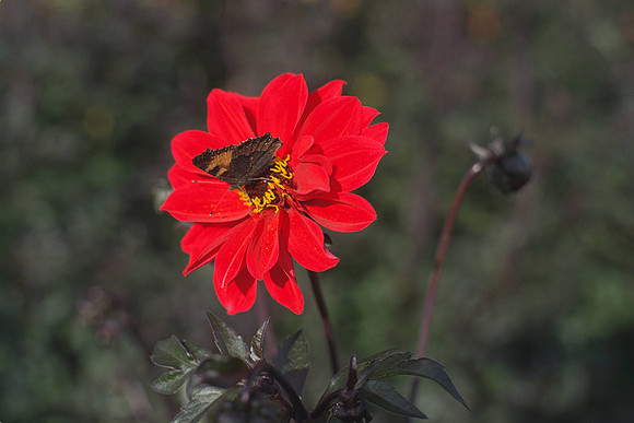Dahlia "Bishop of Llandaff"(Paeony Fl.) with butterfly