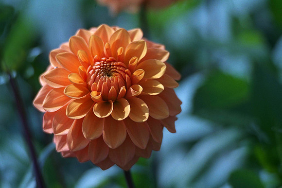 Dahlia "Brandysnap" (S.D.)