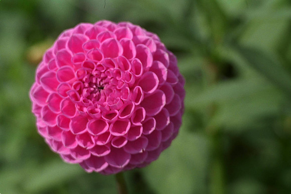 Dahlia "Candy Cupid" (Min. B.)