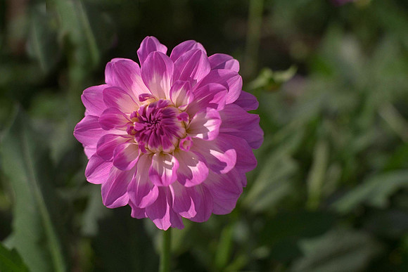 Dahlia "Carolina Moon" (W.L.)