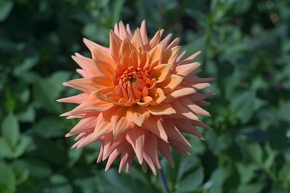 Dahlia "Carstone Suntan" (M.S.C.)