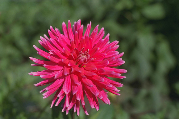 Dahlia "Cheerio" (S.S.C.)
