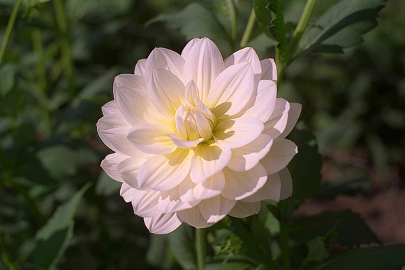 Dahlia "Cream Beauty" (W.L.)
