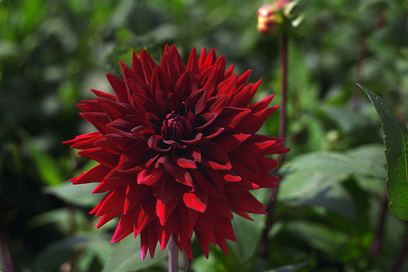 Dahlia "Dark Stranger" (M.S.C.)