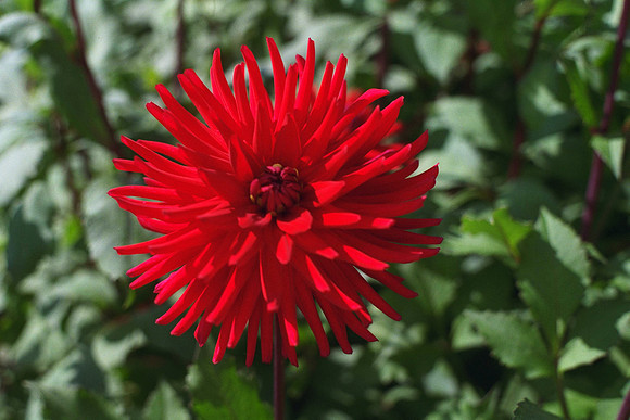 Dahlia "Doris Day" (S.C.)