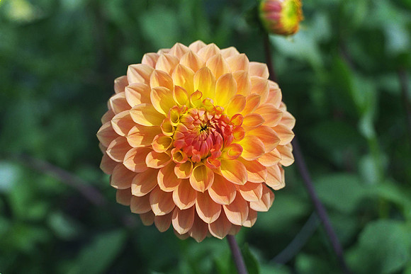 Dahlia "Dr Caroline Rabbit" (S.D.)