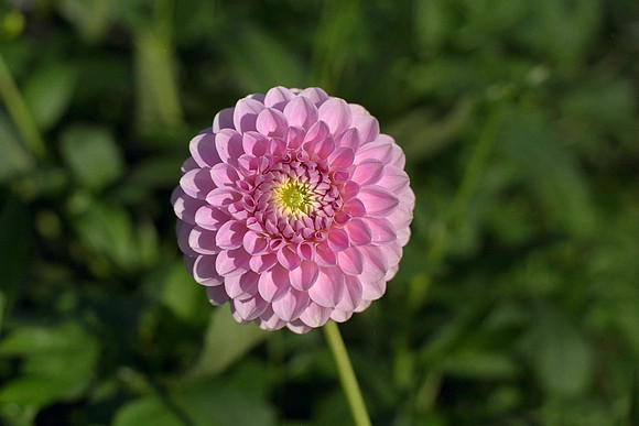 Dahlia "Elizabeth Hammet" (Min.D.)