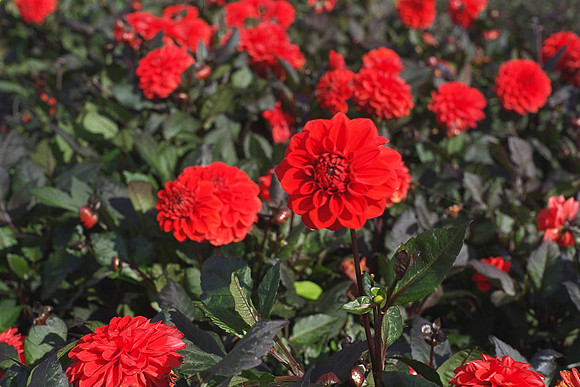 Dahlia "Ellen Houston" (Min.D.)