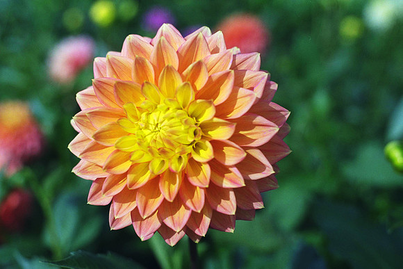 Dahlia "Frank Hornsey" (S.D.)