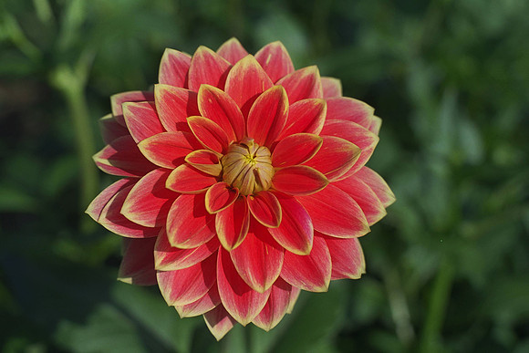 Dahlia "Garden Festival" (W.L.)