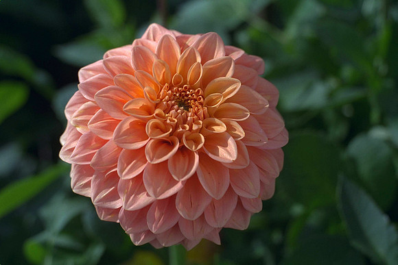 Dahlia "Geneve" (M.D.)