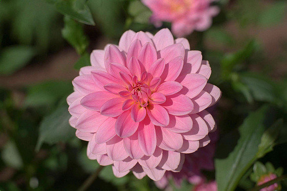 Dahlia "Gerry Hoek" (W.L.)