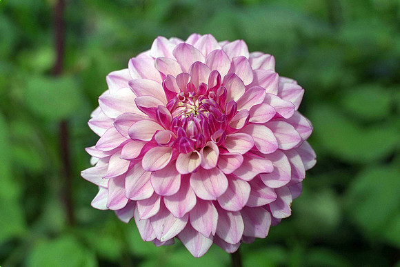 Dahlia "Gloria Romayne" (S.D.)