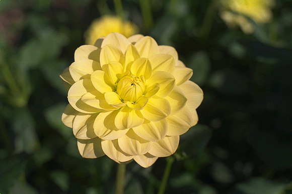 Dahlia "Glory of Hemstede" (W.L.)