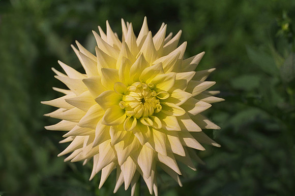 Dahlia "Hamari Accord" (L.S.C)