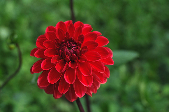 Dahlia "Jacqueline Tivey" (S.D.)