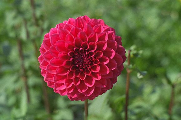 Dahlia "Janet Goddard" (S.D.)